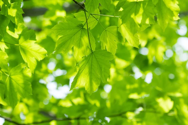 Takken Van Weelderige Groene Boom Zonnige Zomerdag — Stockfoto