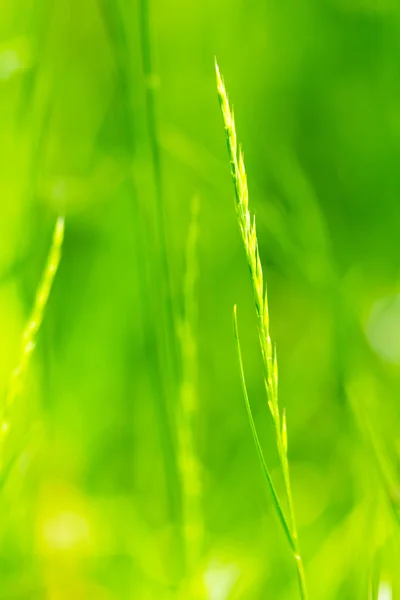 Abstract Natural Green Blurred Background — Stock Photo, Image