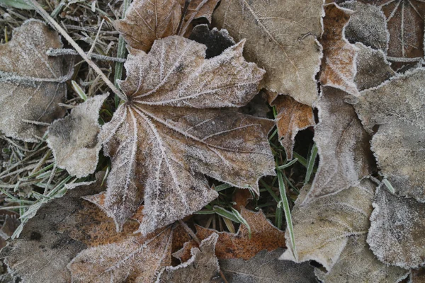 Herbstblätter Mit Raureif Überzogen Aus Nächster Nähe — Stockfoto