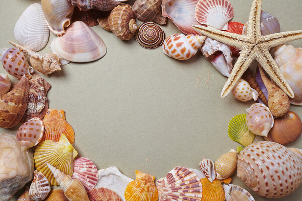 nice sea shells