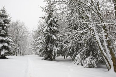 karlı kış manzara