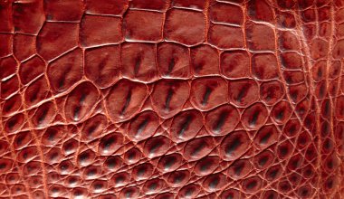 timsah desenli arka plan