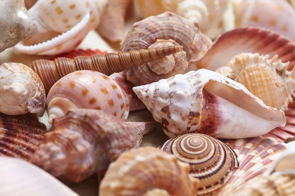 Schöne verschiedene Muscheln — Stockfoto