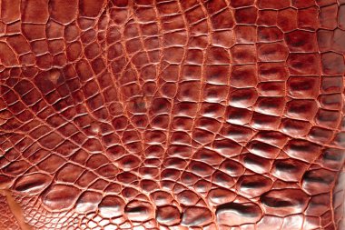 timsah desenli arka plan