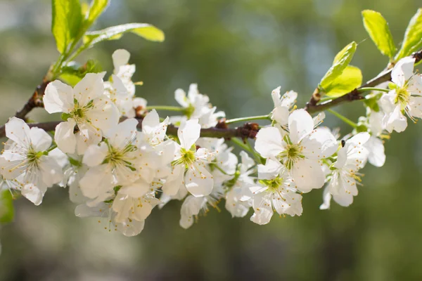 Spring tree branch — Stock Photo, Image