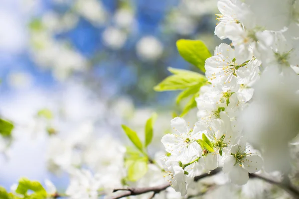 Spring tree branch — Stock Photo, Image