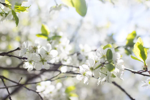 Spring Tree Branch White Flowers — Stock Photo, Image