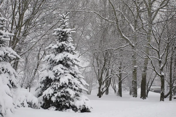 Trees in winter park — Stock Photo, Image