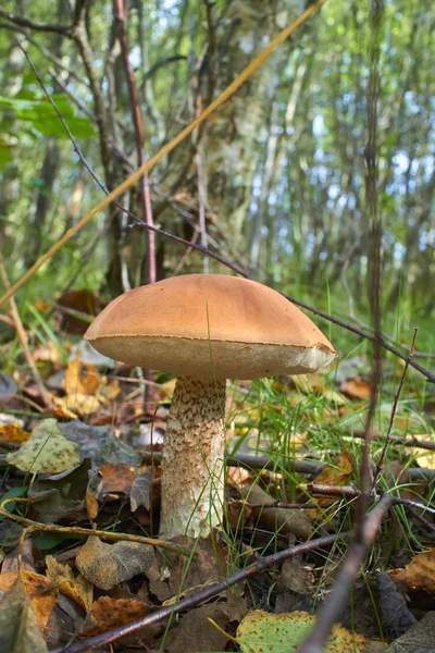 Sieni syksyllä metsässä — kuvapankkivalokuva