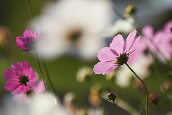 Nice spring flowers — Stock Photo, Image