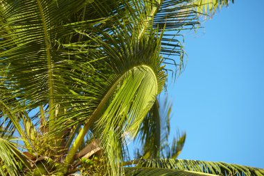 Mavi gökyüzü üzerinde avuç içi