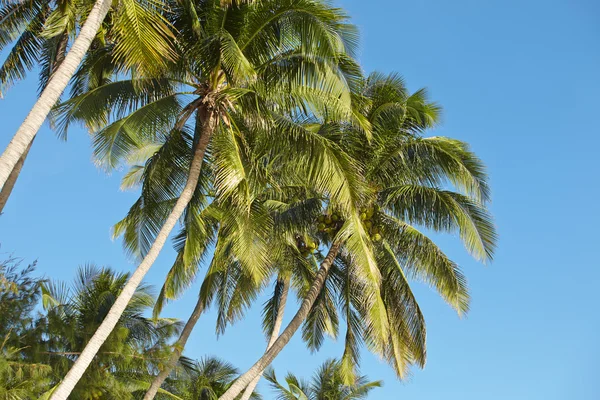 Palms over blue sky — Stock Photo, Image