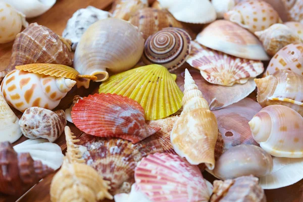 Mooi verschillende shells — Stockfoto