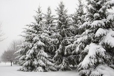 Kış parkında ağaçlar