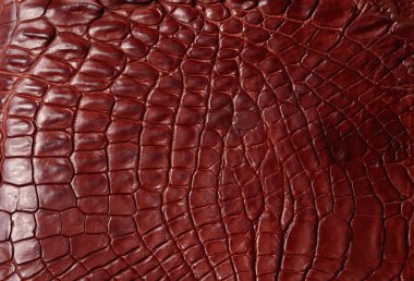 timsah desenli arka plan