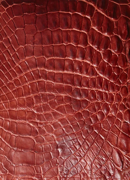 Alligator patterned background — Stock Photo, Image