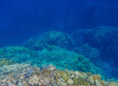 Tropikal Mercan Resifi