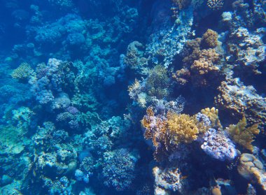 Tropikal Mercan Resifi