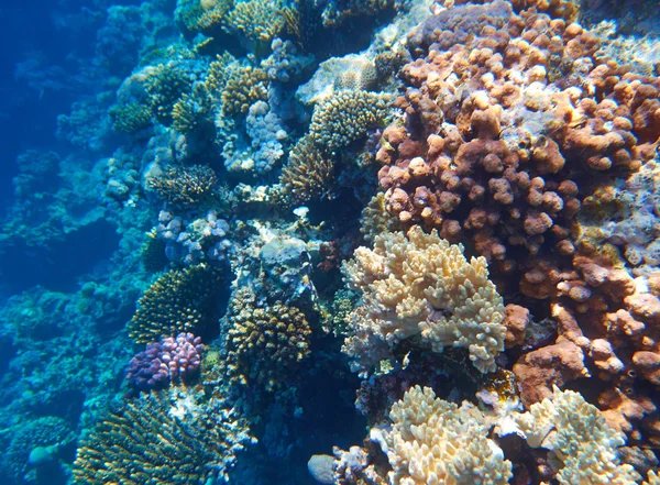Arrecife de Coral Tropical —  Fotos de Stock