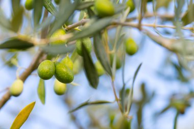 zeytin ağacı dalları