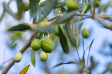zeytin ağacı dalları
