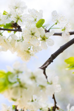 beyaz çiçekli ağaç bahar