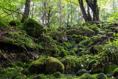 Güzel orman ağaç ve taş