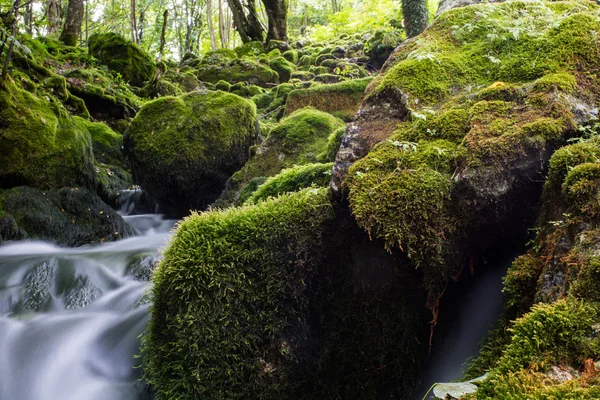Flusso con cascata nella foresta — Foto Stock