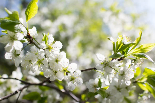 Våren träd med vita blommor — Stockfoto