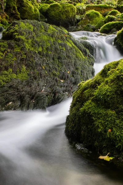 Bach mit Wasserfall im Wald — Stockfoto