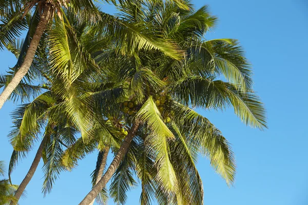 Yeşil üzerinde mavi gökyüzü palms — Stok fotoğraf