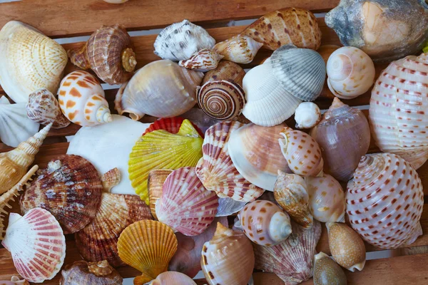 Diferentes conchas marinas tropicales —  Fotos de Stock