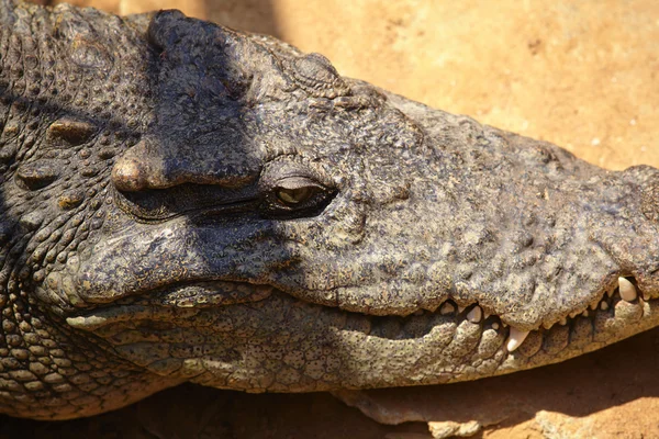 Wild crocodile outdoor — Stock Photo, Image