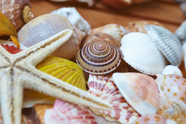 Different tropical sea shells — Stock Photo, Image