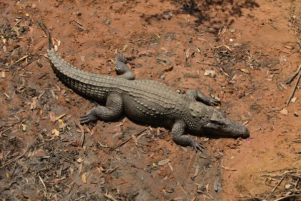 Wildkrokodil im Freien — Stockfoto