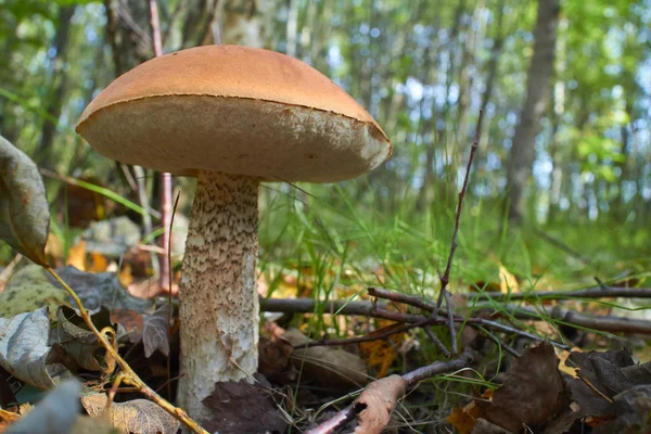 Mushroom in grass in forest — Stock Photo, Image