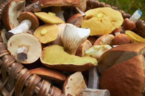 Cogumelos na cesta close-up — Fotografia de Stock