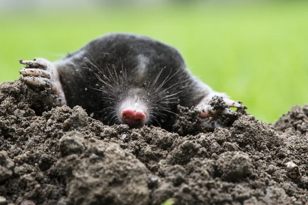 Mullvad — Stockfoto