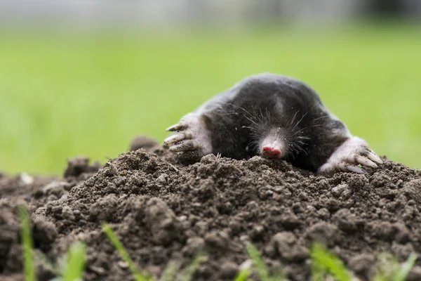 Mole — Stock Photo, Image