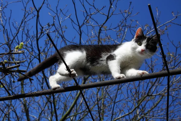 Çubuk üzerinde yürüyen kedi — Stok fotoğraf