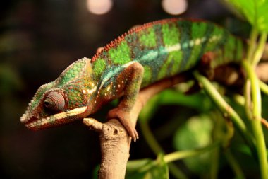 Renkli gecko dalı