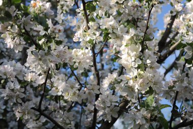 Arı ve kiraz ağacı çiçekleri