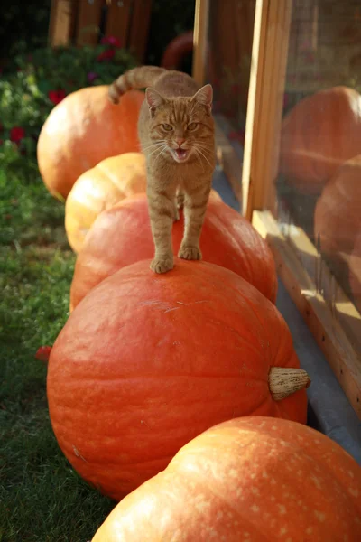 Cat walking on the pumpkins — Stock Photo, Image