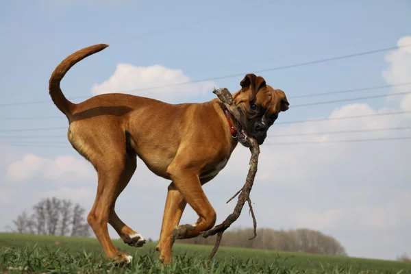 Boxer cão brincando com pau — Fotografia de Stock