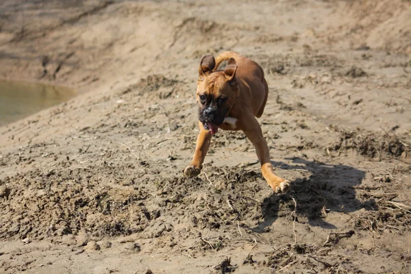 ボクサー犬は走ります — ストック写真