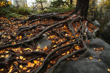 Kayaların üzerinde ağaç köklerinin
