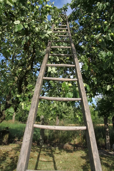 Escada de madeira na árvore de aple — Fotografia de Stock
