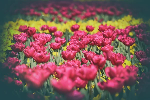 Spring meadow with pink and yellow tulips — Stock Photo, Image