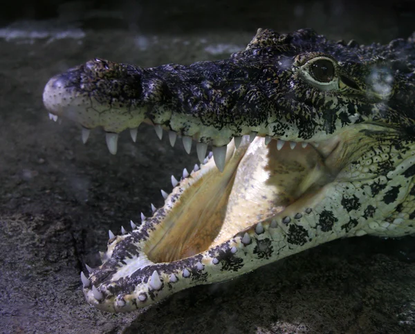 Crocodilo rosto de perto — Fotografia de Stock