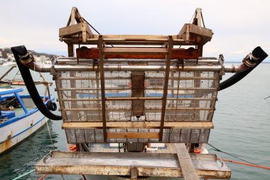  Local fishing boat, a catch of shellfish, especially oysters an